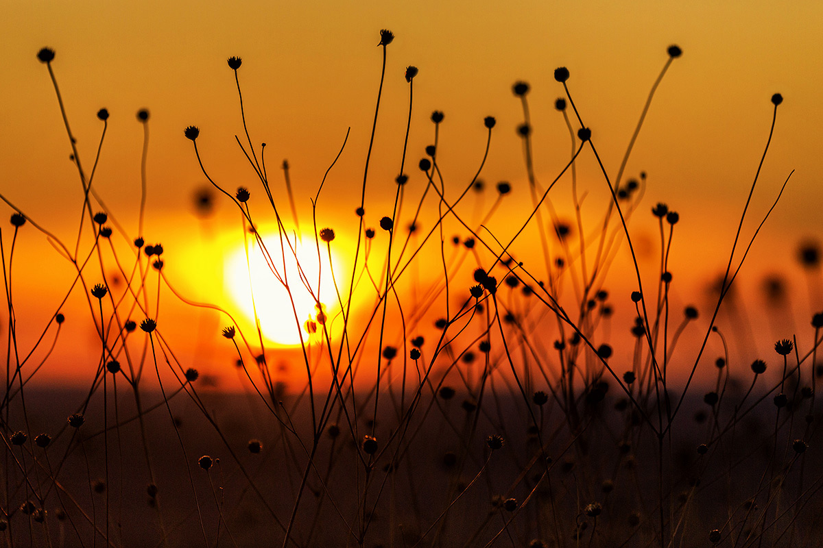 Степные картинки