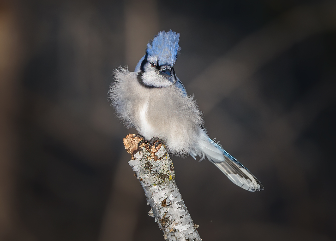 Blue jay