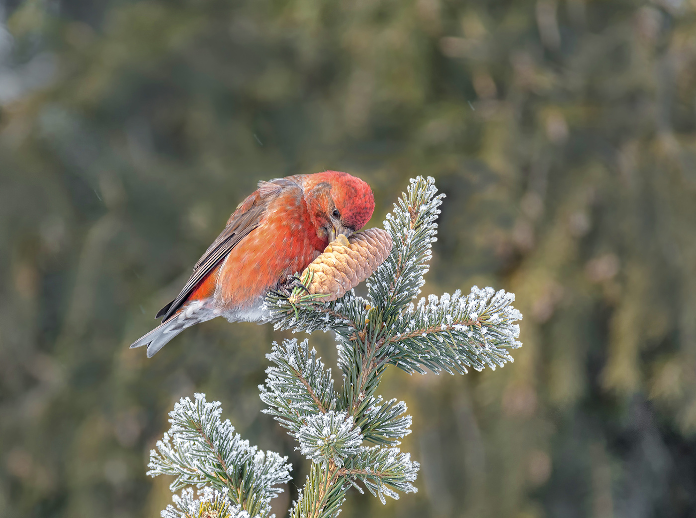 клёст еловик..