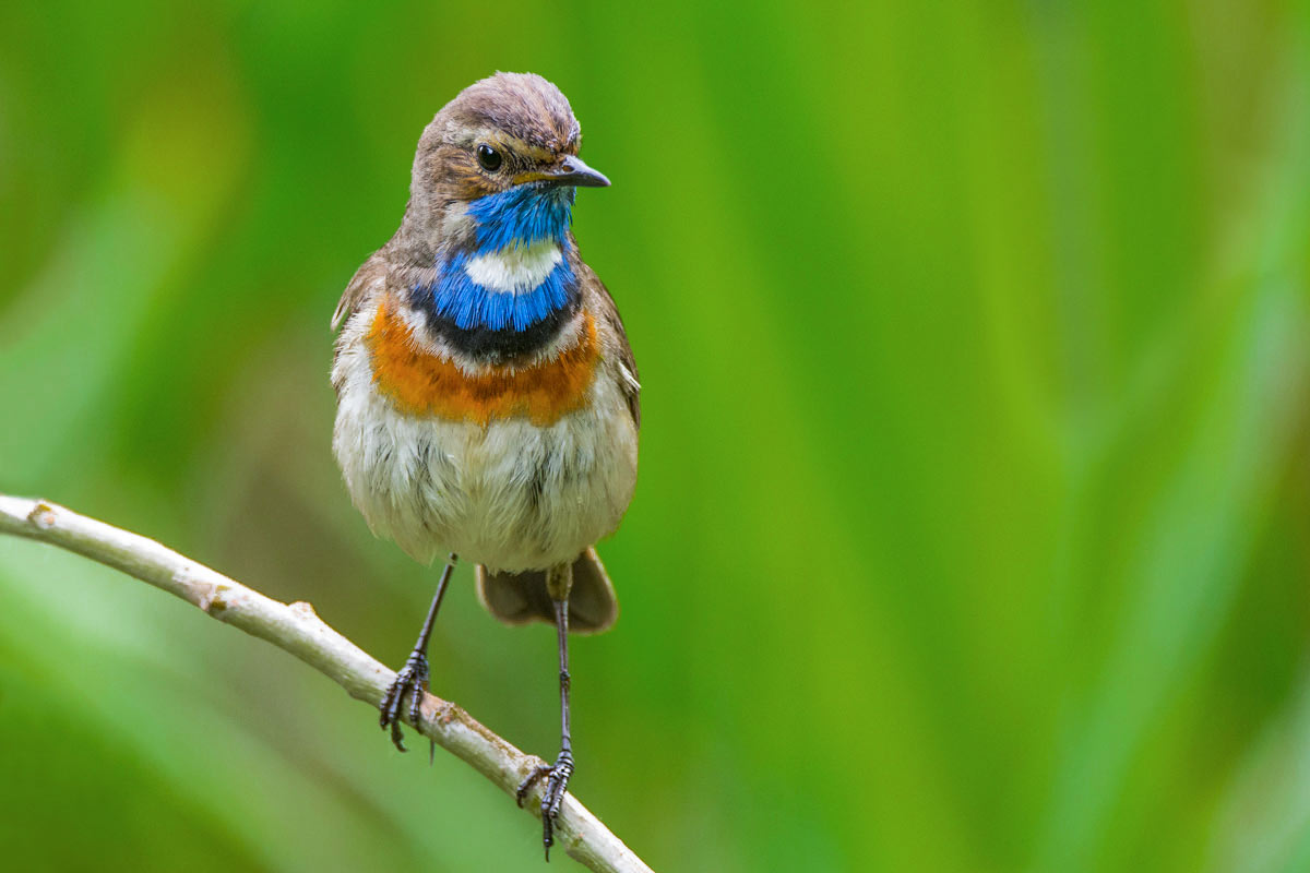 Вара́кушка.