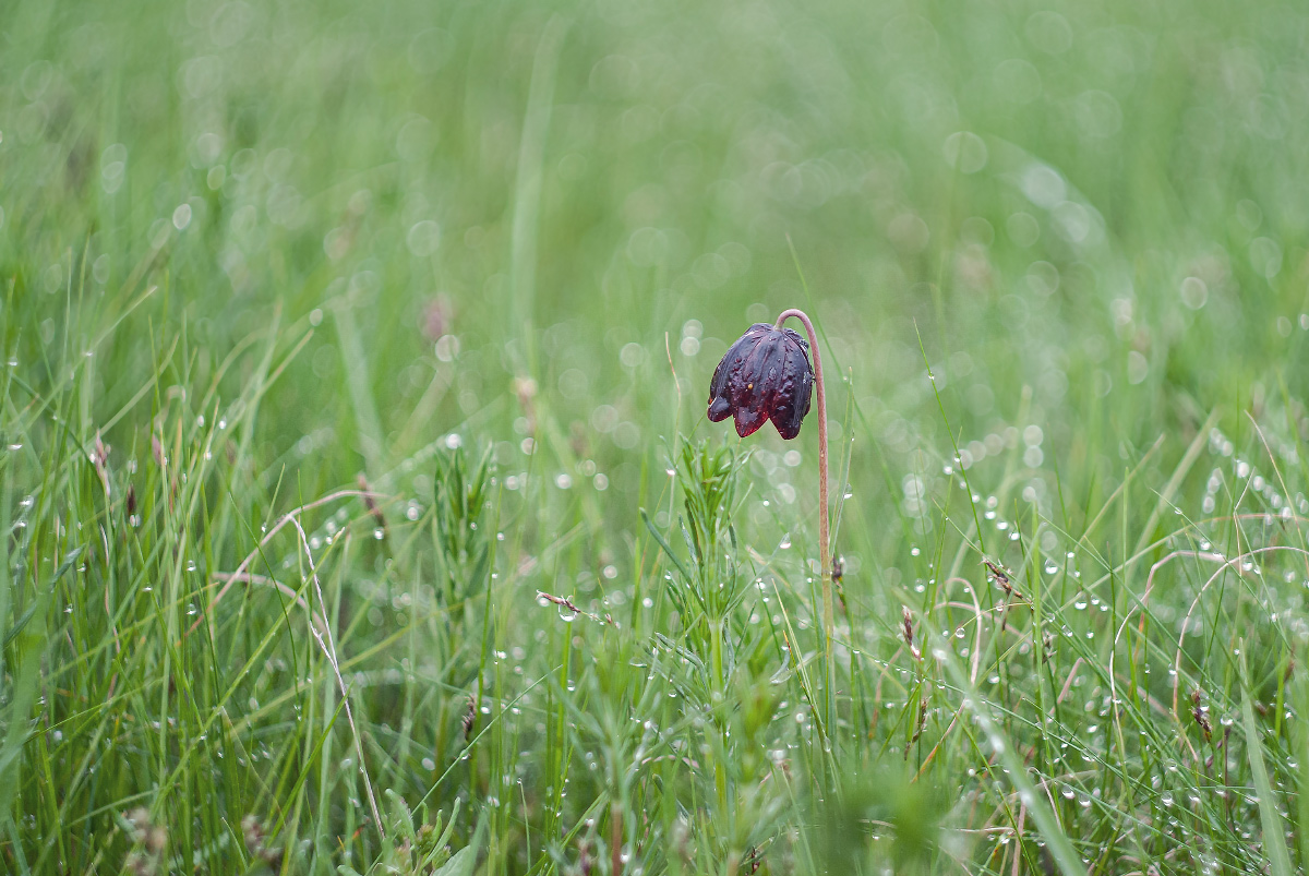 После дождя