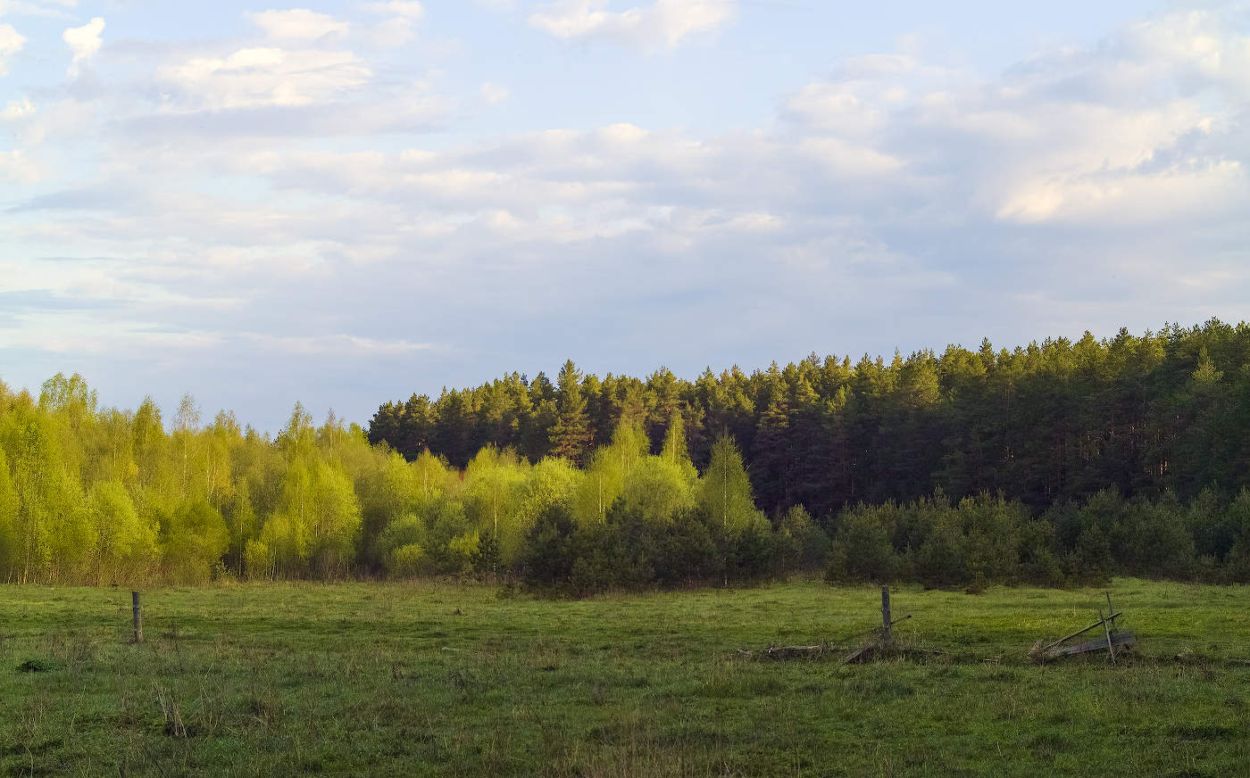 Утро на опушке
