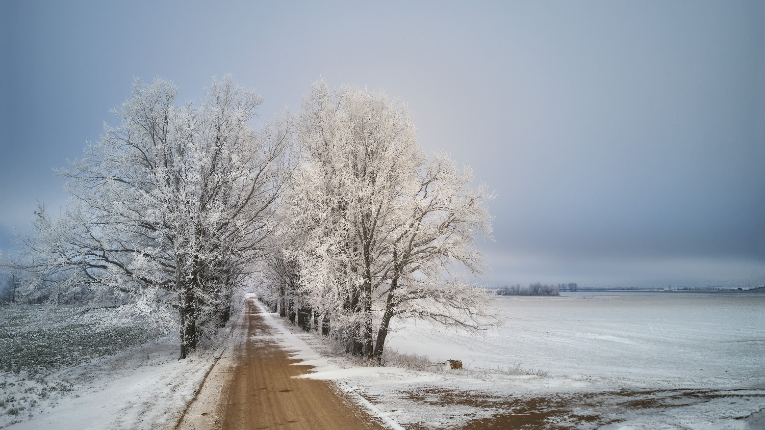 Дубовая аллея. Зима