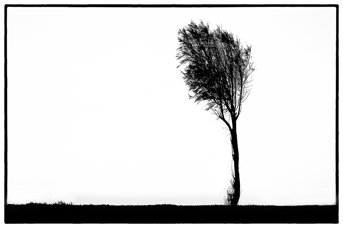 Зелёные лёгкие планеты