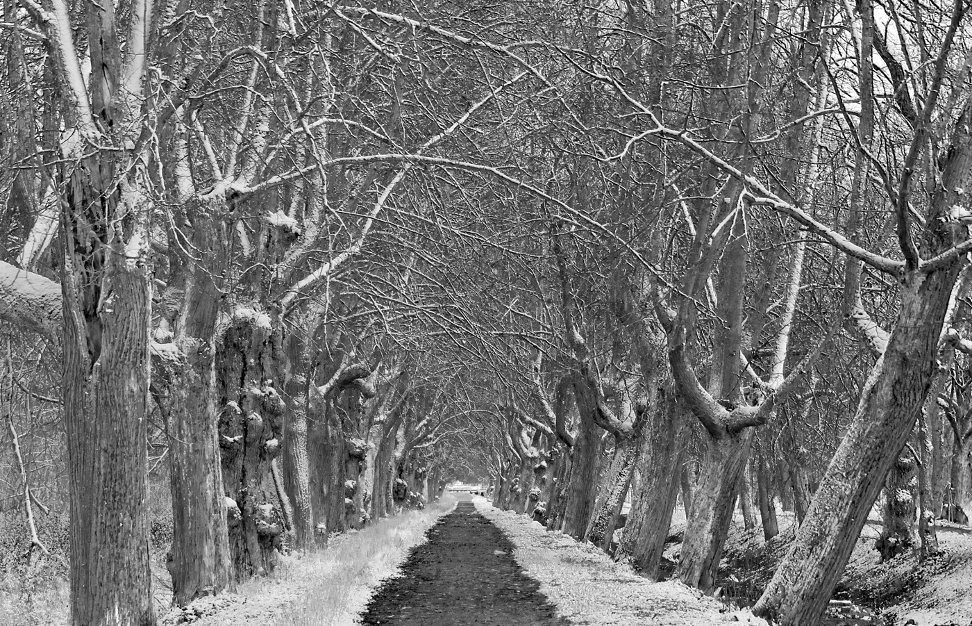 Нестандартный Петергоф - 17