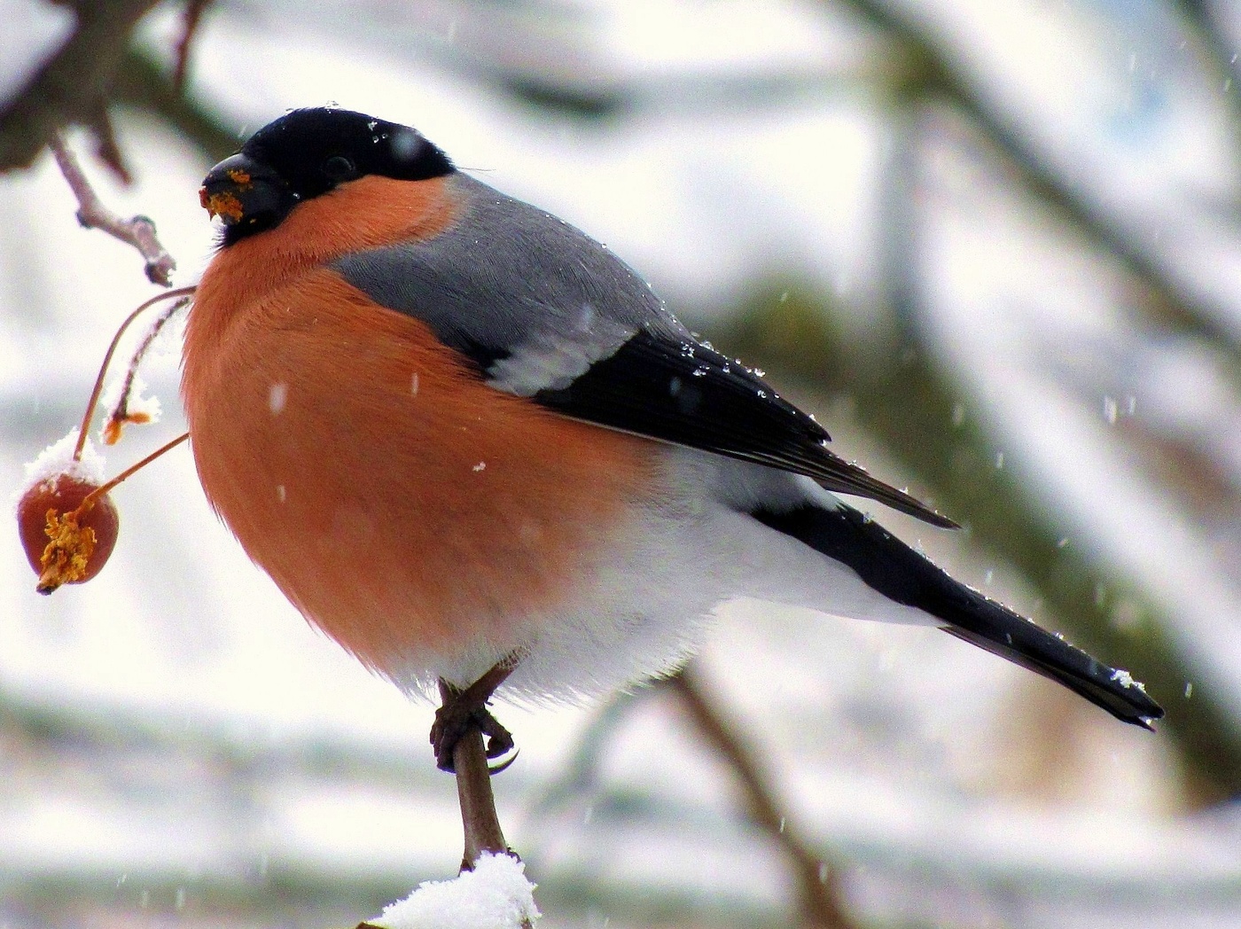 Птицы зимой!