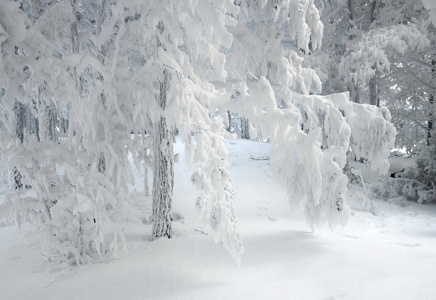 Зимняя нежность