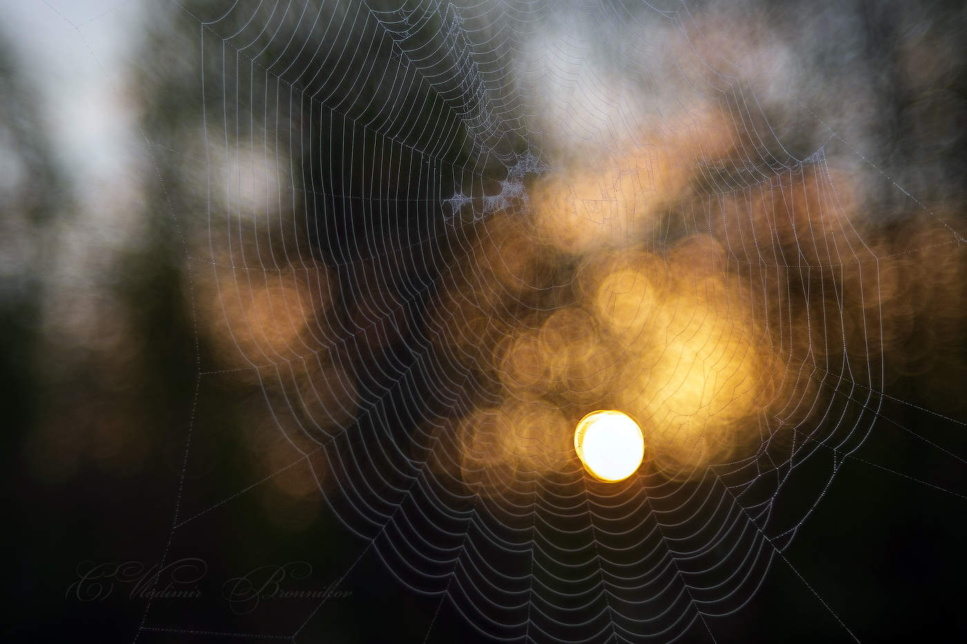 Плясало солнце в паутине