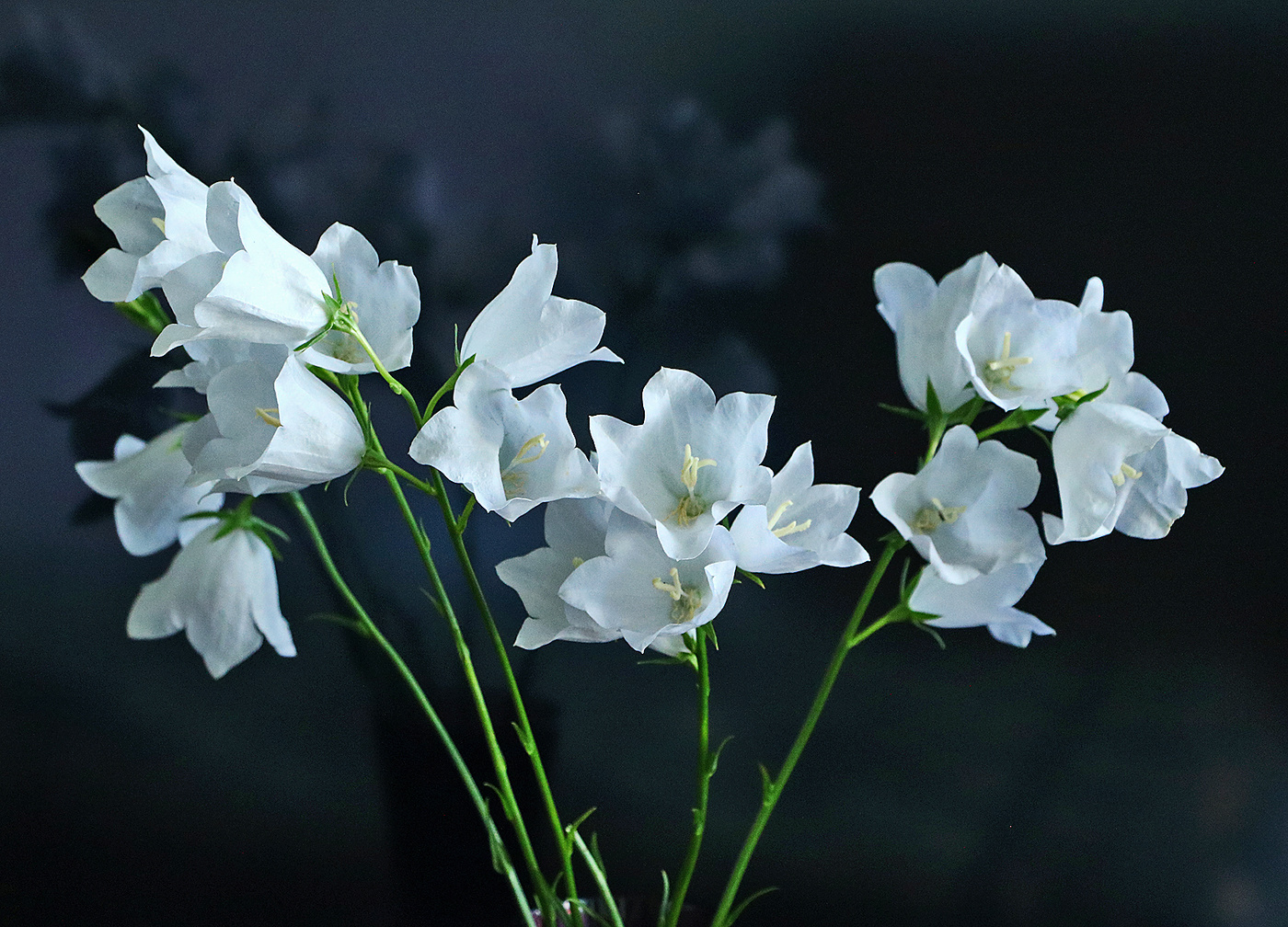 Колокольчики мои...