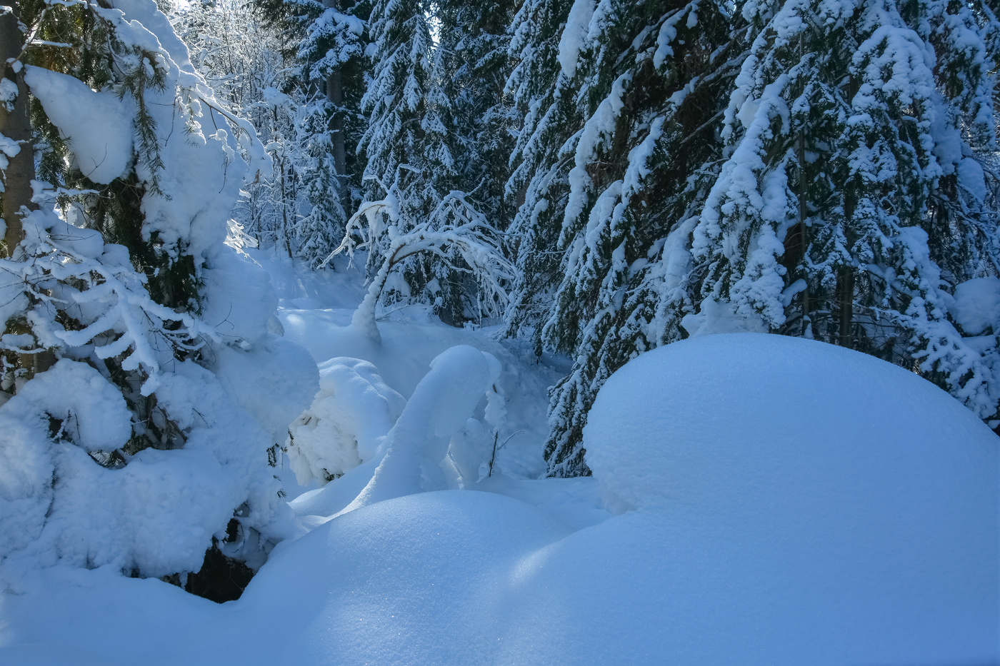 Лес в начале февраля