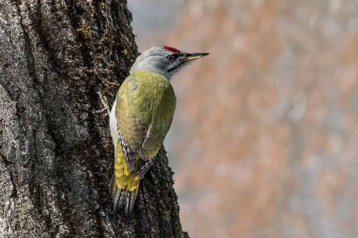 Седо́й дя́тел.