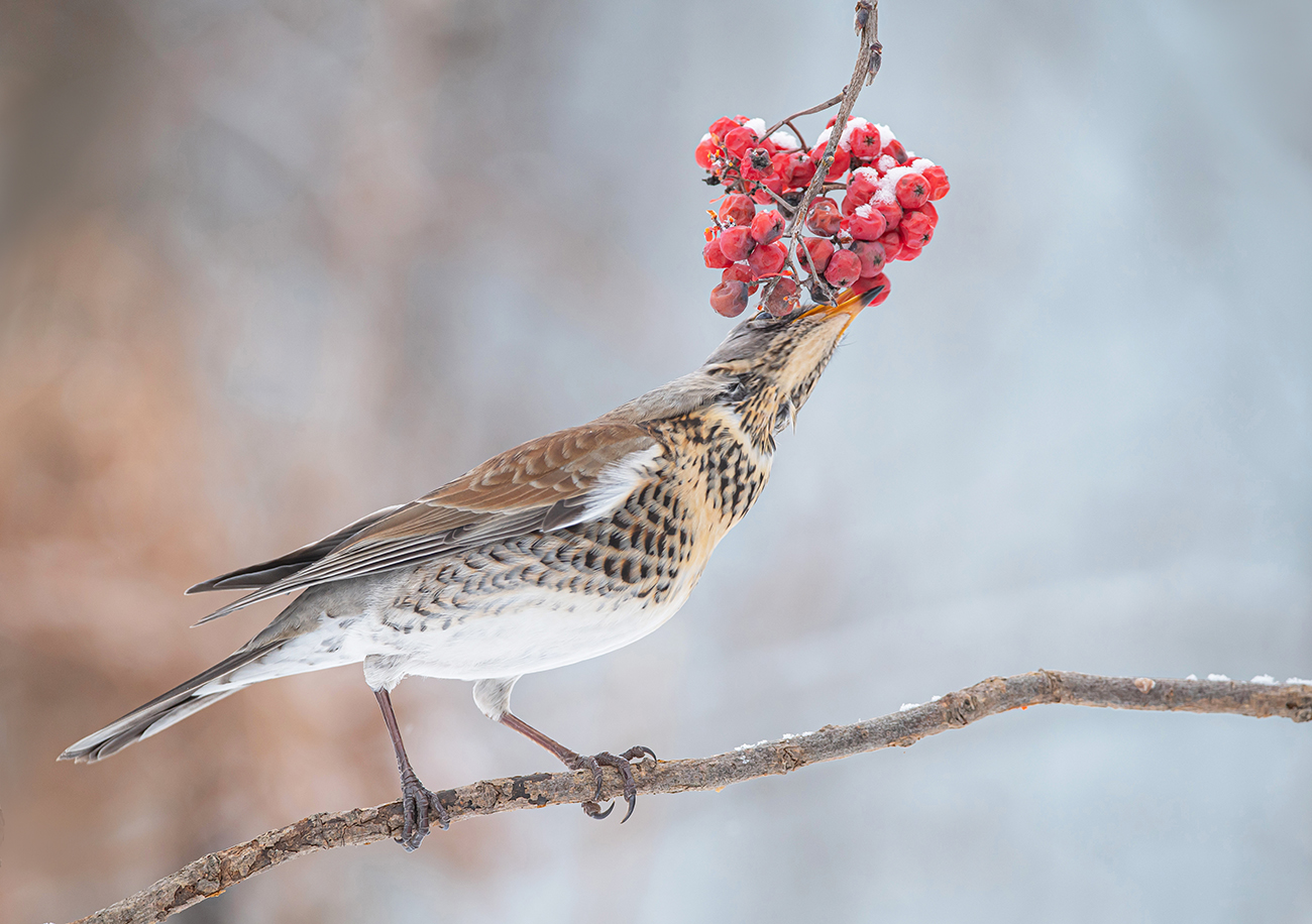 Дрозд рябинник