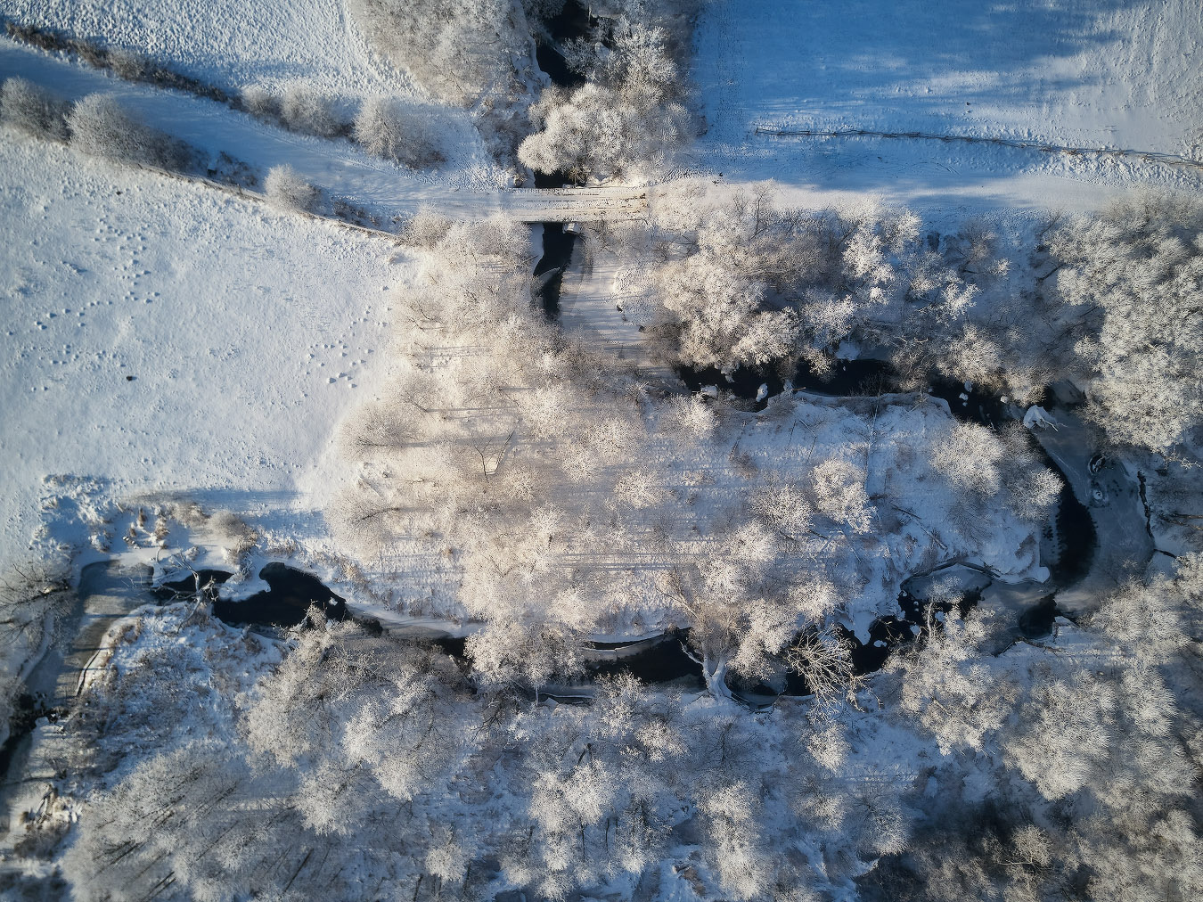 Зимняя Птичь