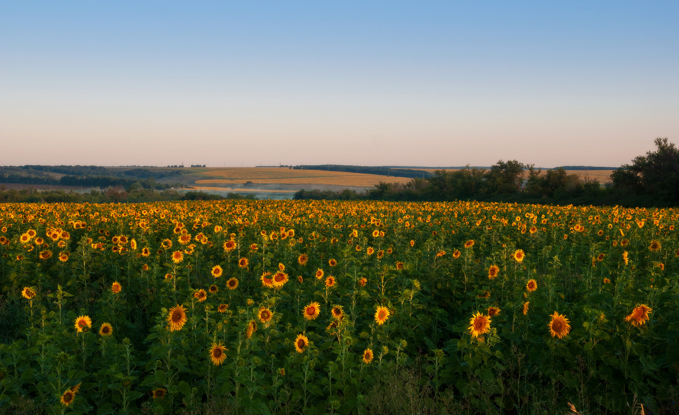 Утро летнее , подсолнечное