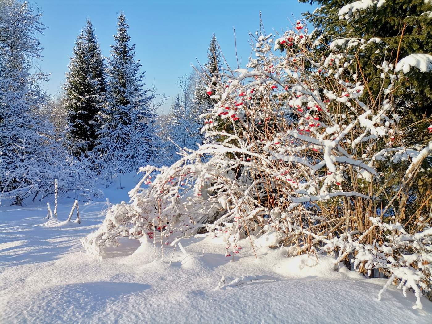 Мороз и солнце, день чудесный !