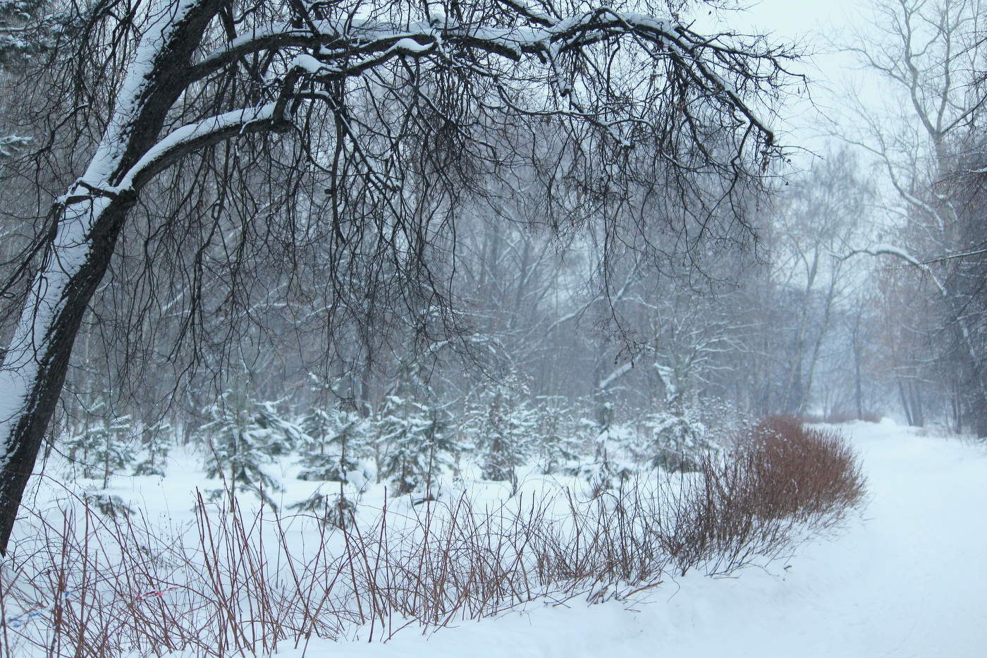 Графика зимы!