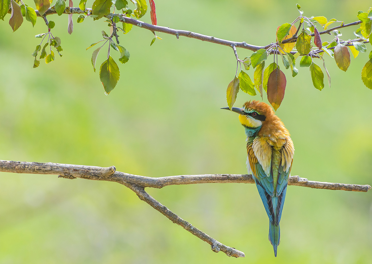 Дневная красавица