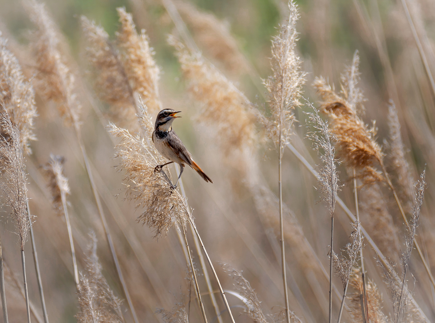 варакушка..