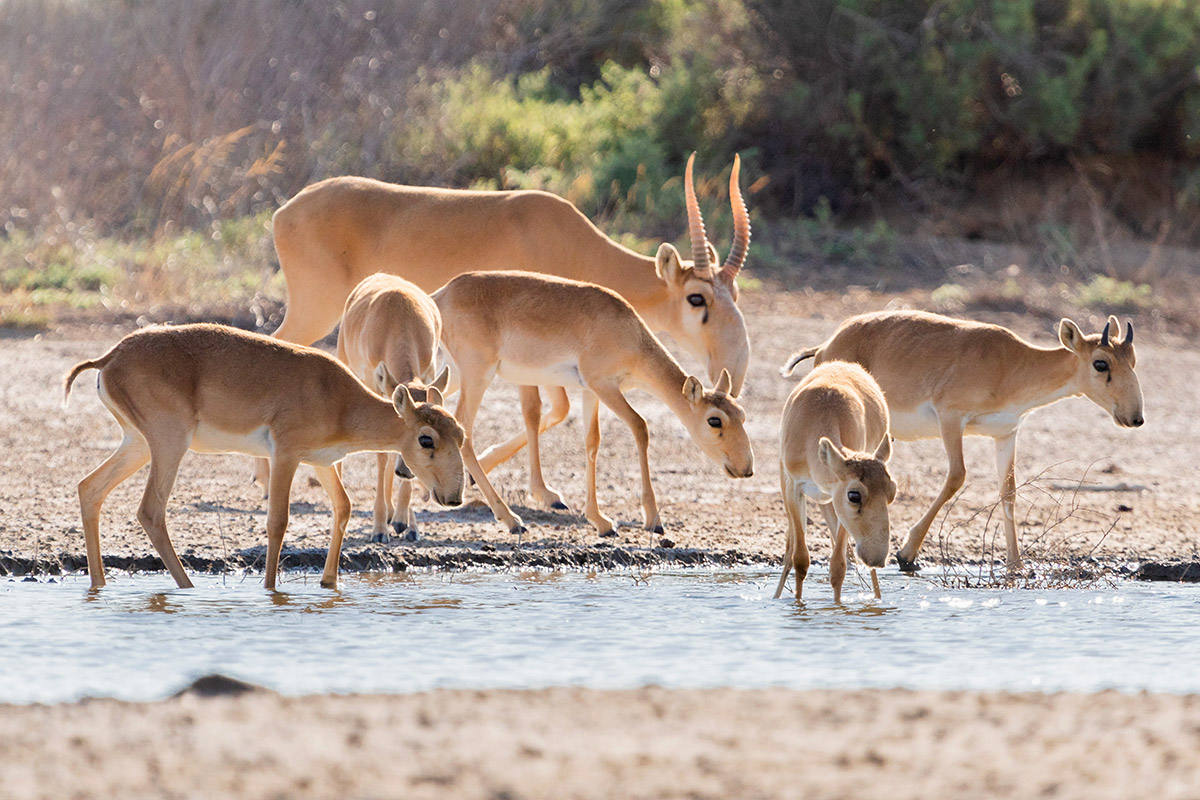 Степная антилопа