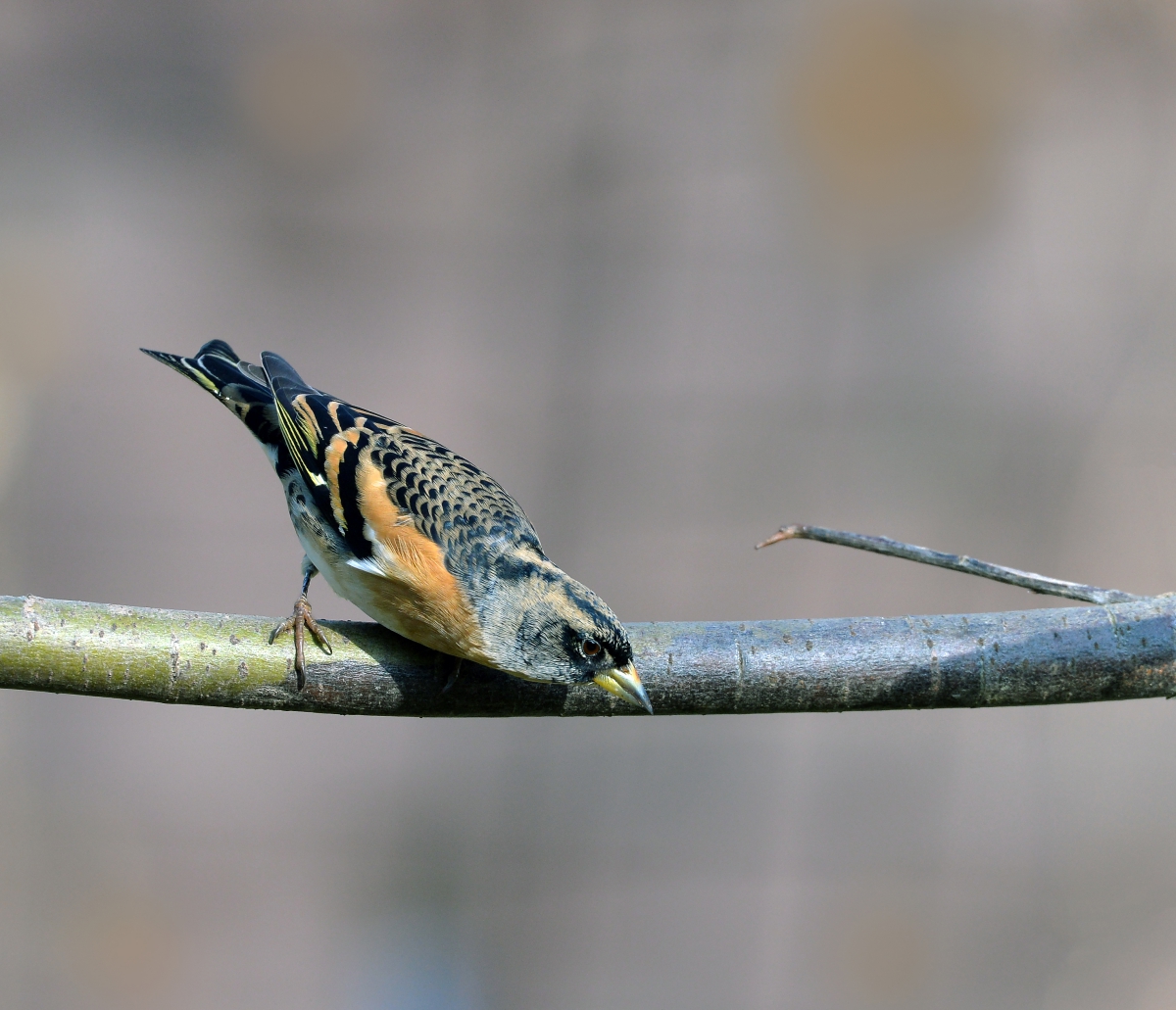 Вьюрок или юрок (Fringilla montifringilla) - Brambling