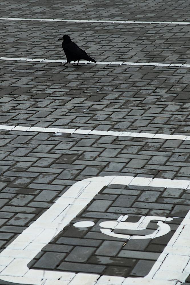 хромой ворон