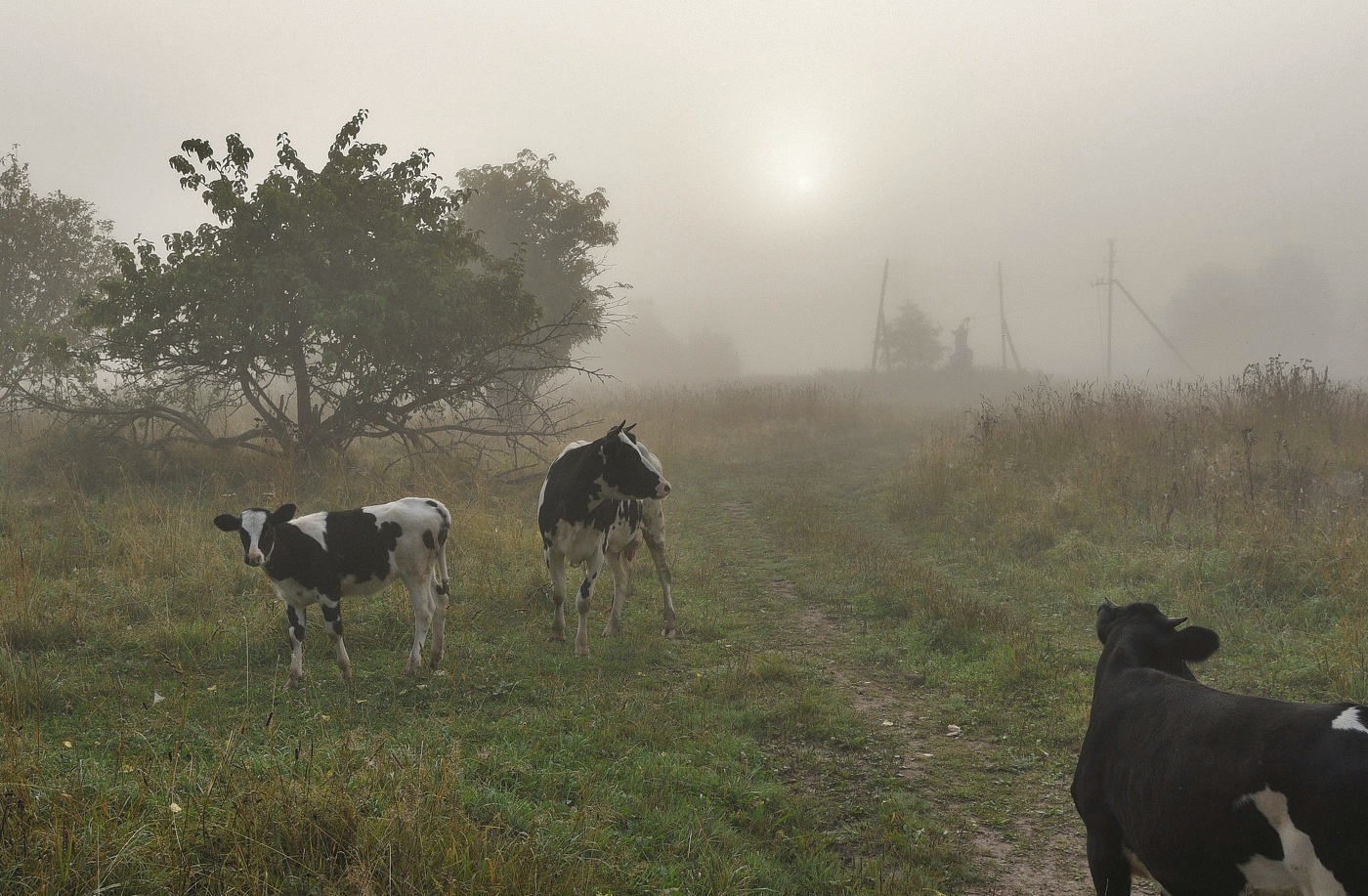 Утро в деревне ...