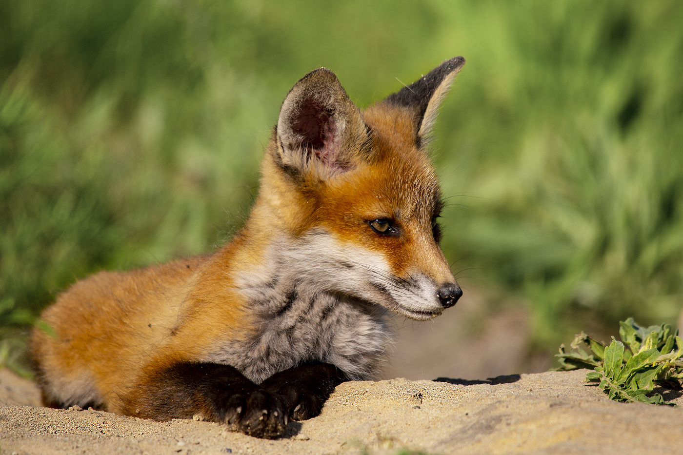 Я на солнышке лежу