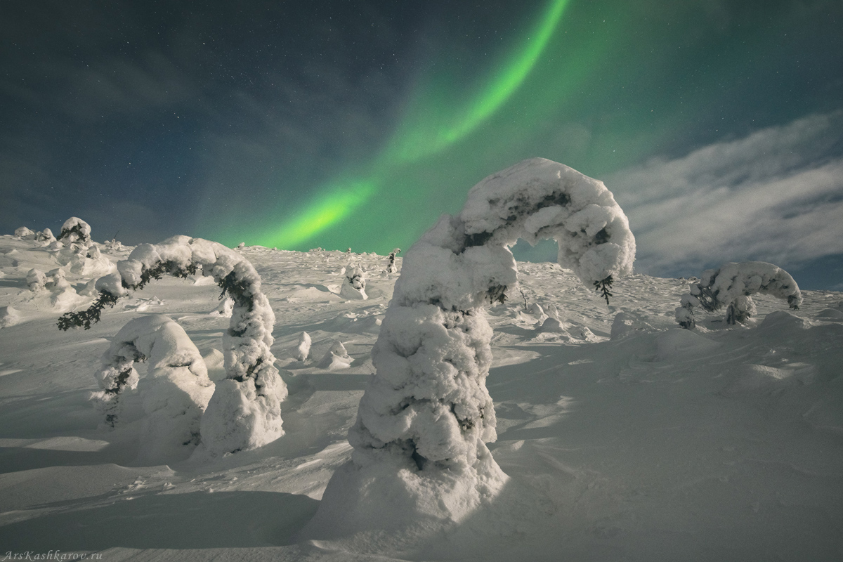 "Снежные креветки"