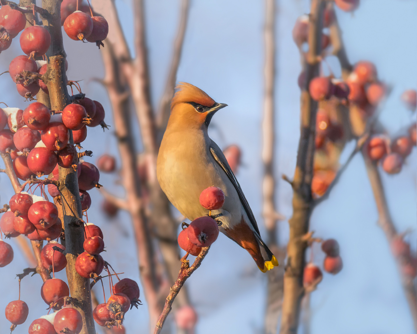 Свиристель..