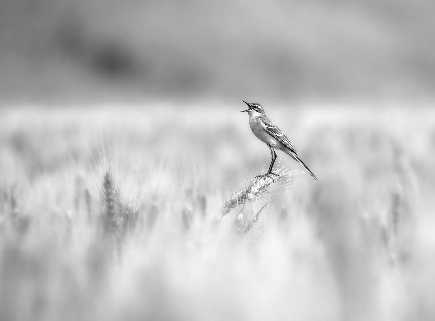 ...Без конца и края