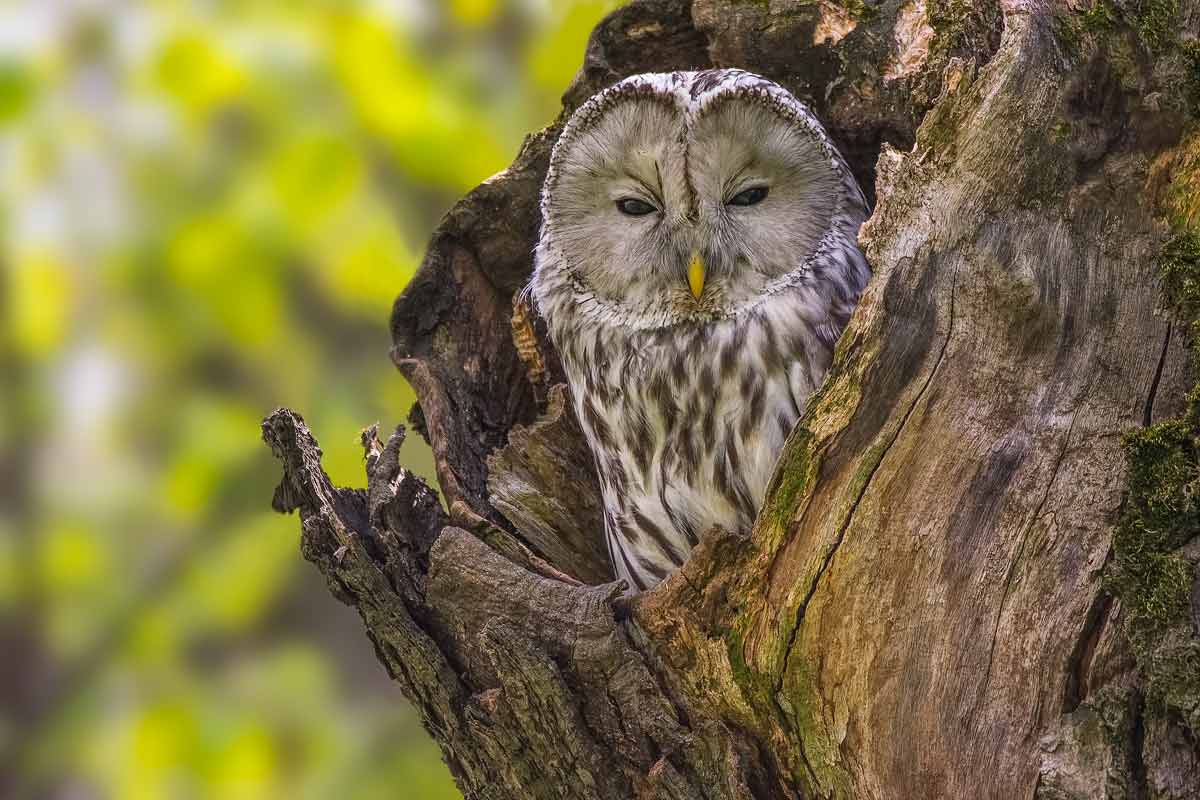 Уральская сова.