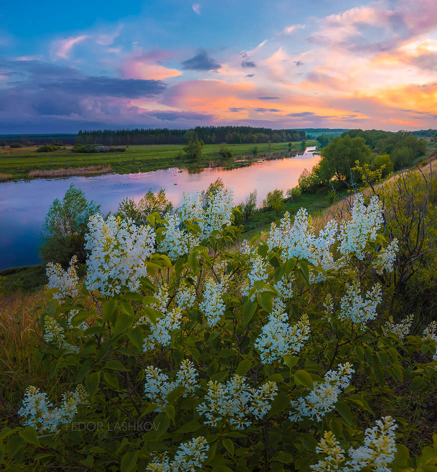 Белая сирень