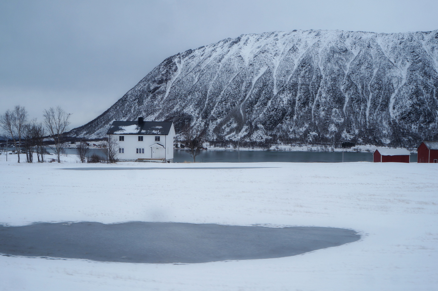 Болото норвежского кулика
