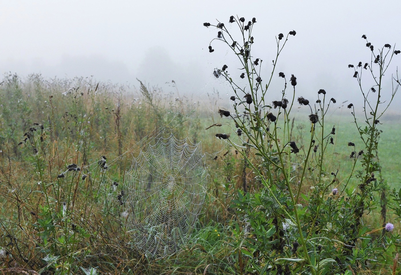 "Пока деревня вся в тумане, насыщен воздух влагою густой..."