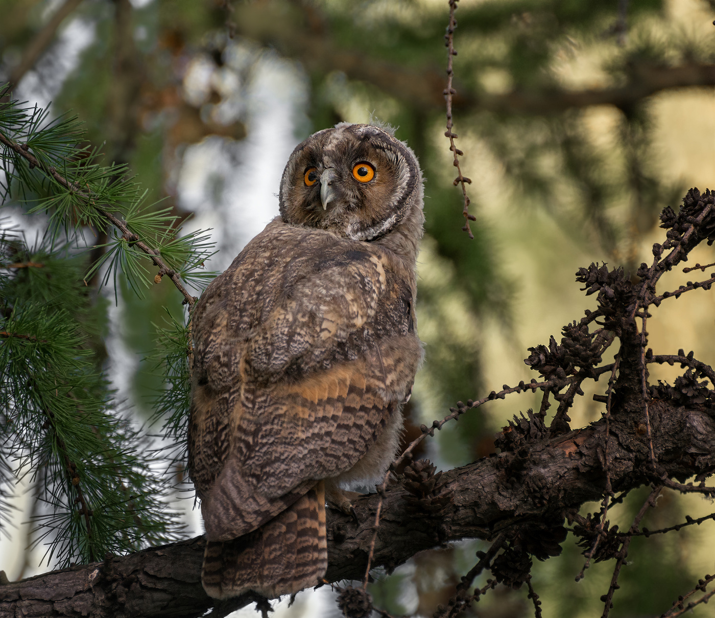 ушастая сова..
