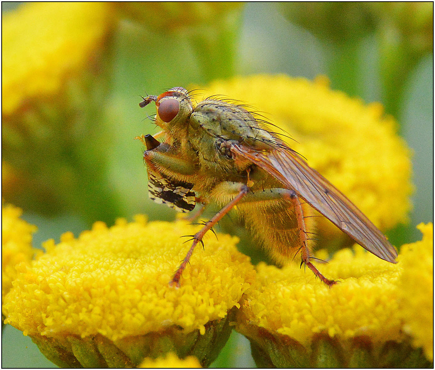 С подарком на День Рождения.