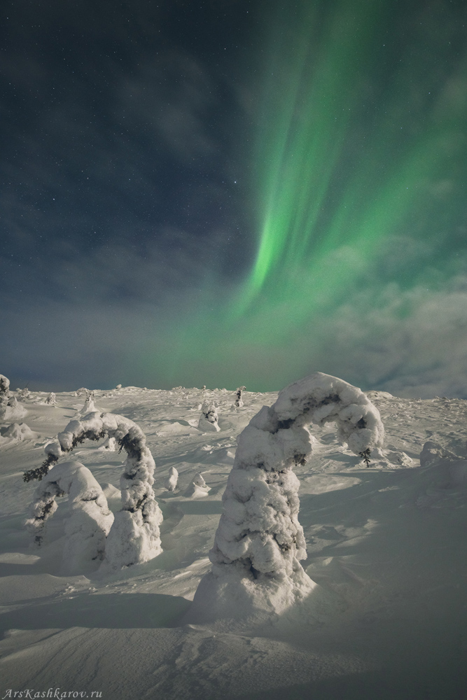 "Снежные ёлки"