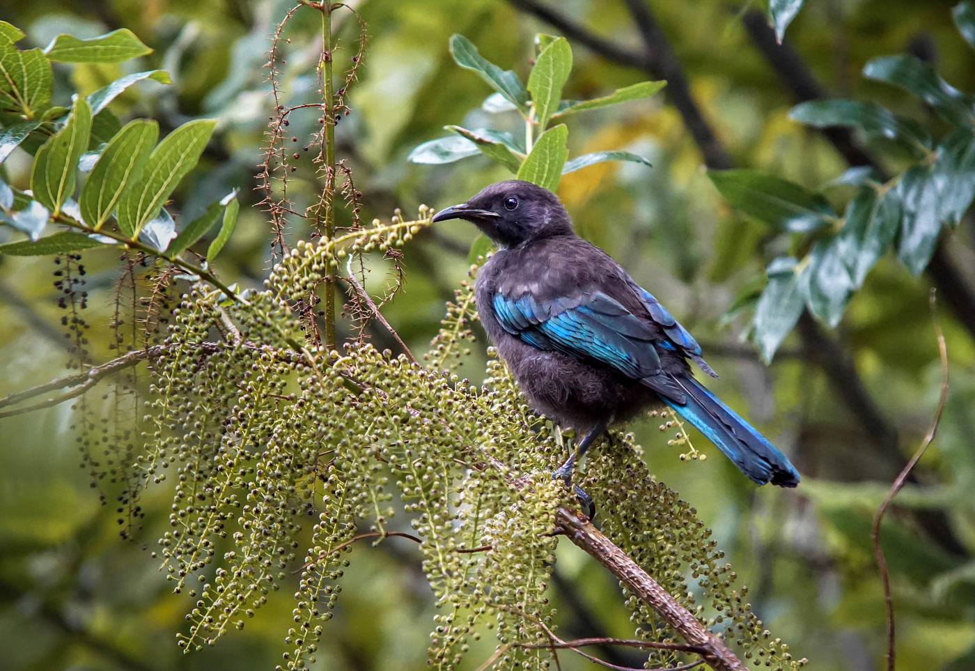 Tui