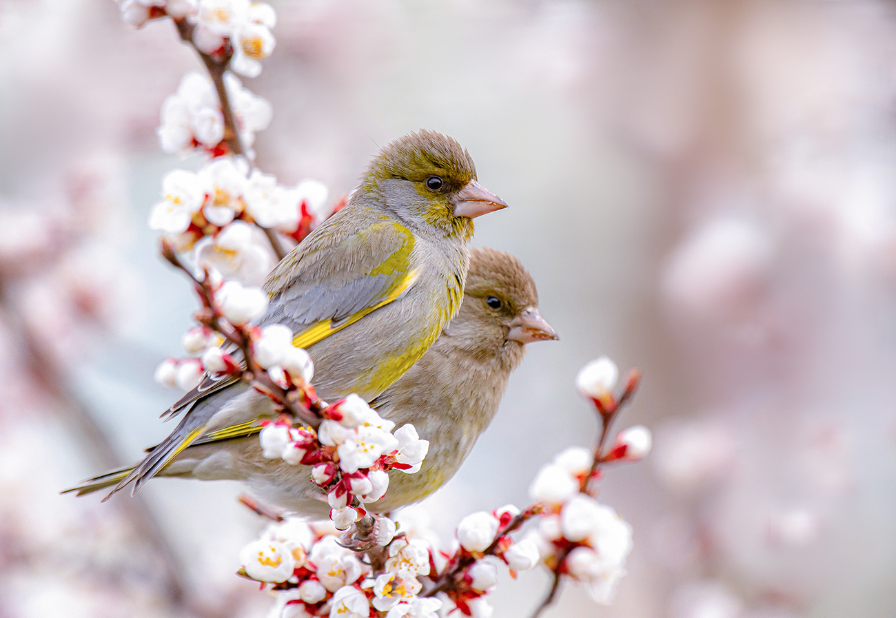 Скоро весна