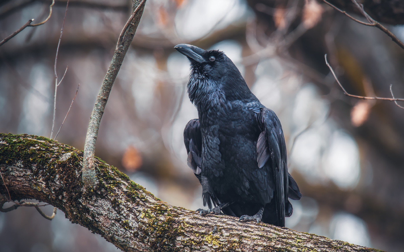 Его сиятельство Ворон