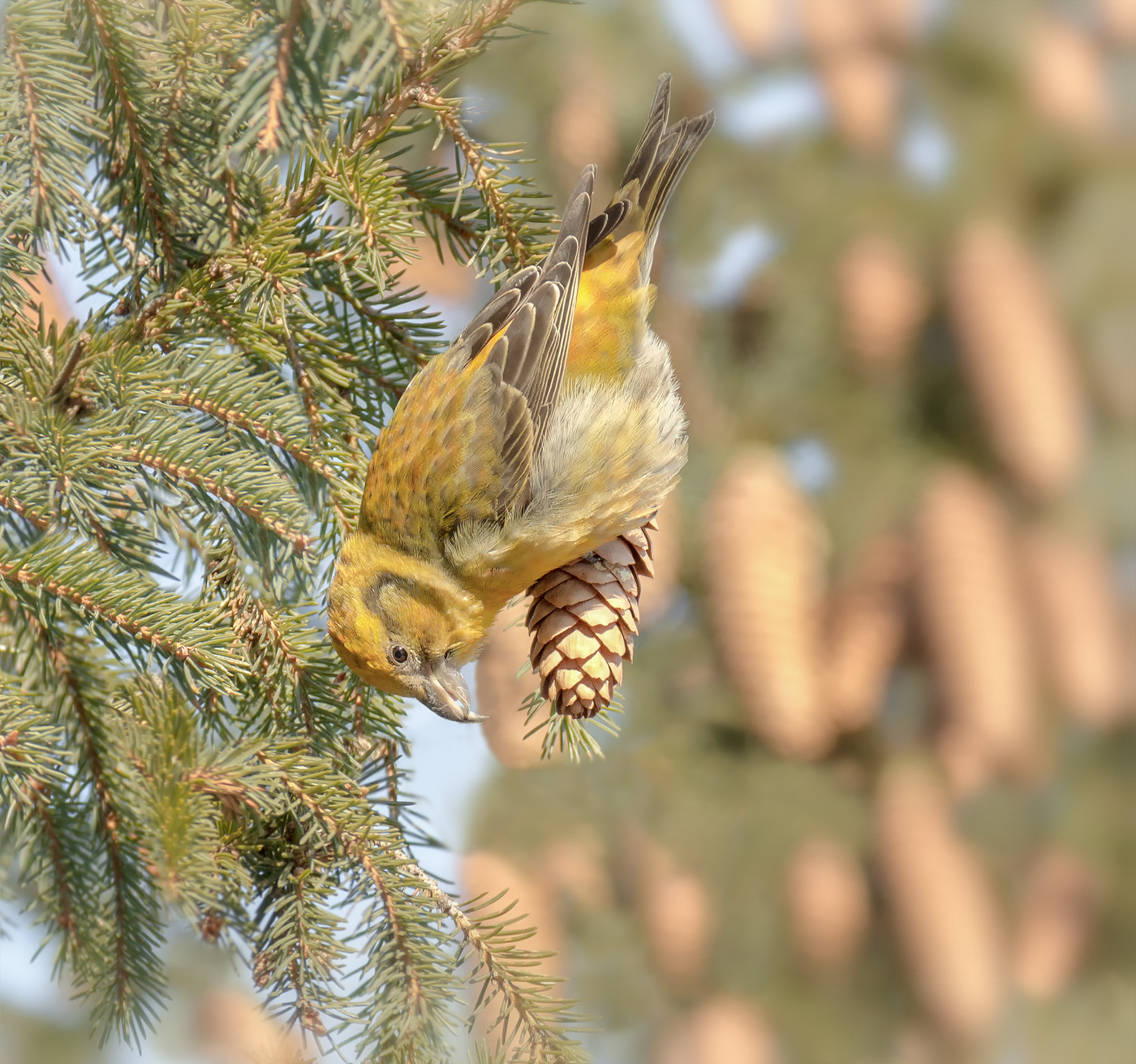 клёст (самка)