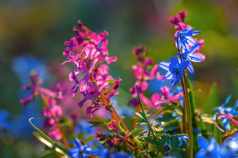 Из серии "Лесные первоцветы"