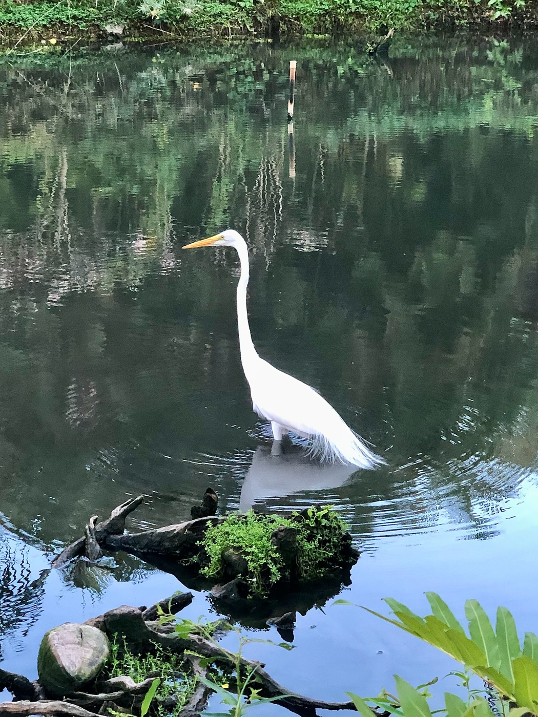 Белая цапля