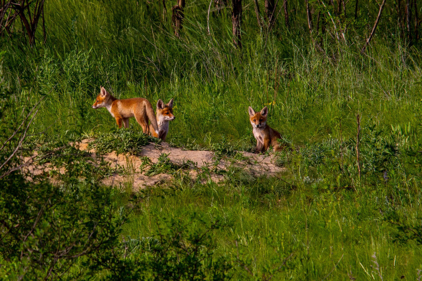 Первое знакомство