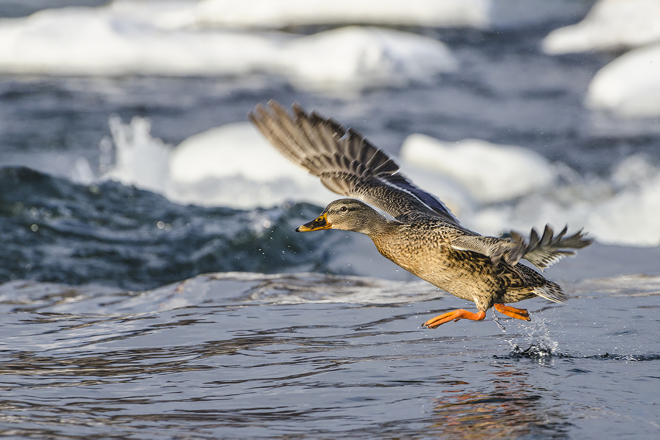 Обгоняя ветер