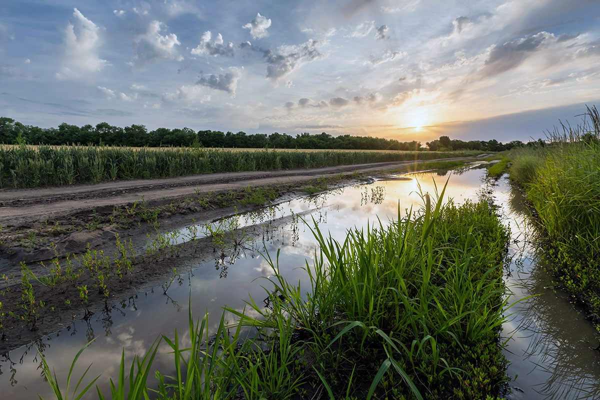 После дождя