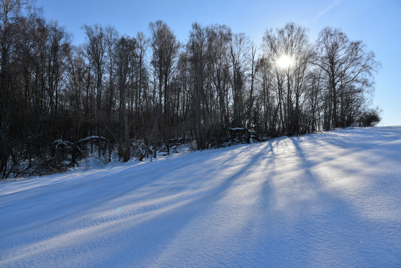 "Ах, февраль! Каков затейник! Лижут снег деревьев тени..."