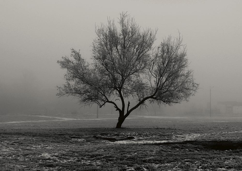 Дерево Моны