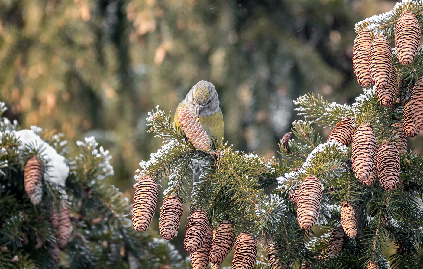Клёст - еловик