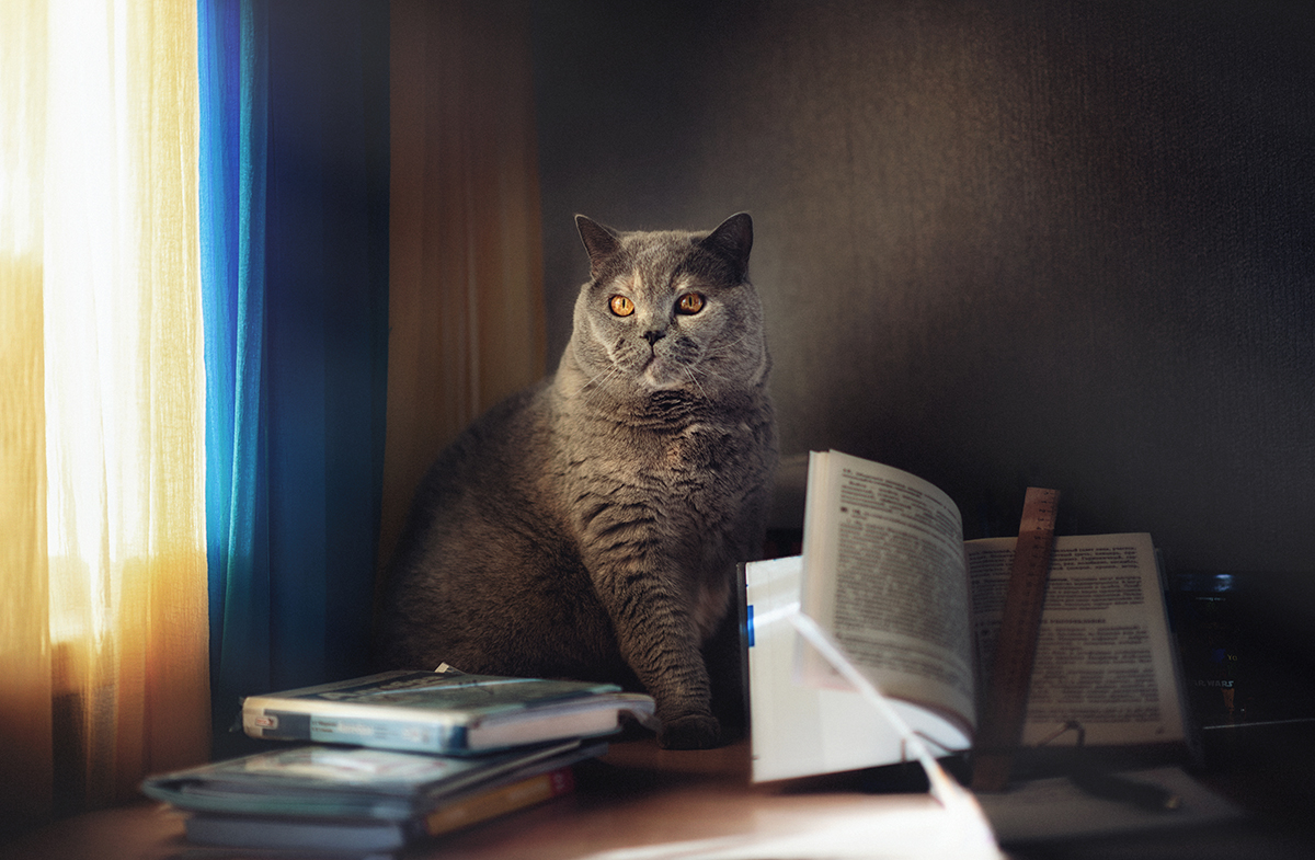 Учёный кот)